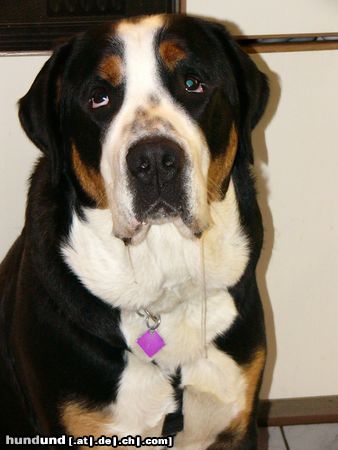 Grosser Schweizer Sennenhund Hunde Foto 9696 Grosser Schweizer Sennenhund Ich kann nichts dafür !