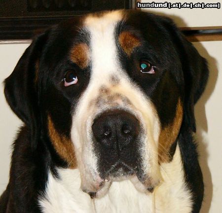Grosser Schweizer Sennenhund Hunde Foto 10451 Grosser Schweizer Sennenhund Leo 1 Jahr alt