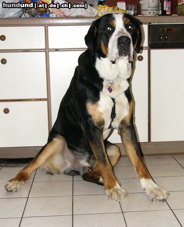 Grosser Schweizer Sennenhund Hunde Foto 9783 Grosser Schweizer Sennenhund Leo 1 Jahr alt