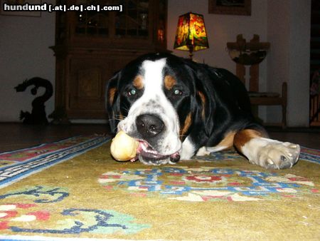 Grosser Schweizer Sennenhund Hunde Foto 9827 Grosser Schweizer Sennenhund Leo 1 Jahr alt