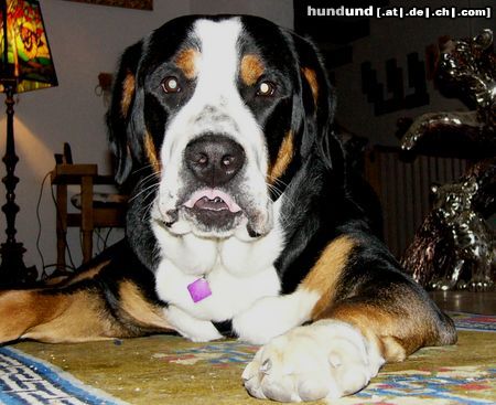 Grosser Schweizer Sennenhund Hunde Foto 9826 Grosser Schweizer Sennenhund Leo 1 Jahr alt