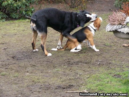 Grosser Schweizer Sennenhund Hunde Foto 9833 Grosser Schweizer Sennenhund Leo und sein Freund