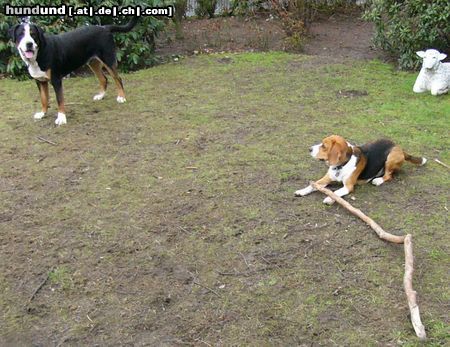Grosser Schweizer Sennenhund Hunde Foto 9835 Grosser Schweizer Sennenhund Leo und sein Freund