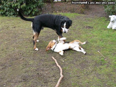 Grosser Schweizer Sennenhund Hunde Foto 9834 Grosser Schweizer Sennenhund Leo und sein Freund