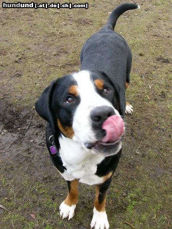 Grosser Schweizer Sennenhund Hunde Foto 9440 Grosser Schweizer Sennenhund Leo 1 Jahr