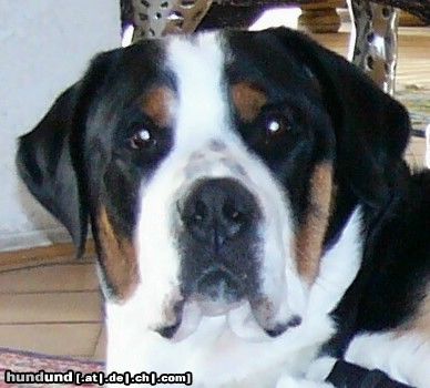 Grosser Schweizer Sennenhund Hunde Foto 10450 Grosser Schweizer Sennenhund Leo (1 Jahr)