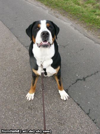 Grosser Schweizer Sennenhund Hunde Foto 9439 Grosser Schweizer Sennenhund Leo 1 Jahr
