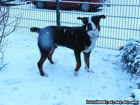Grosser Schweizer Sennenhund Hunde Foto 9466 Grosser Schweizer Sennenhund Leo im Schnee