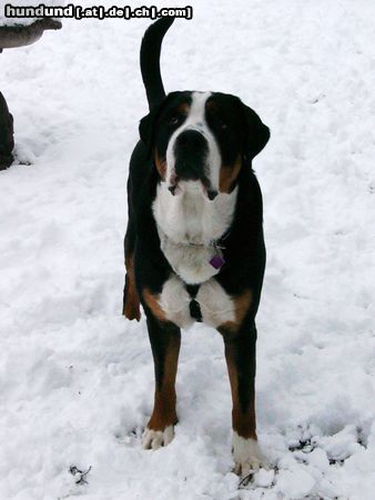 Grosser Schweizer Sennenhund Hunde Foto 9465 Grosser Schweizer Sennenhund Leo im Schnee