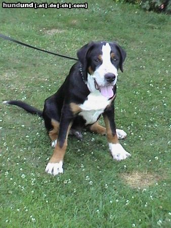 Grosser Schweizer Sennenhund Hunde Foto 8201 Grosser Schweizer Sennenhund Leo (6 Monate)