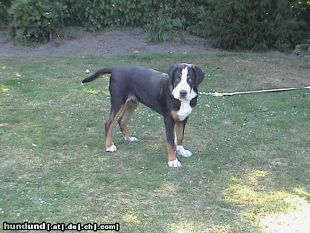 Grosser Schweizer Sennenhund Hunde Foto 8202 Grosser Schweizer Sennenhund Leo (6 Monate)