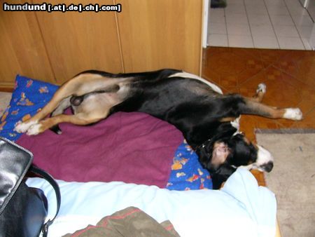 Grosser Schweizer Sennenhund Hunde Foto 17374 Grosser Schweizer Sennenhund Leo (hundemüde)
