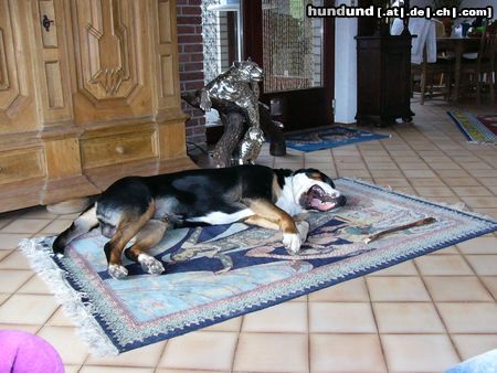 Grosser Schweizer Sennenhund Hunde Foto 17373 Grosser Schweizer Sennenhund Leo 22 Monate