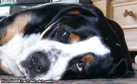 Grosser Schweizer Sennenhund Hunde Foto 17498 Grosser Schweizer Sennenhund Leo