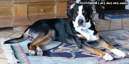 Grosser Schweizer Sennenhund Hunde Foto 17499 Grosser Schweizer Sennenhund Leo