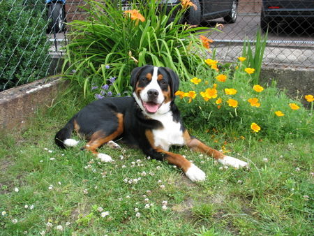Grosser Schweizer Sennenhund Hunde Foto 38601 Grosser Schweizer Sennenhund Maddox, 10 Monate alt