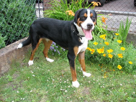 Grosser Schweizer Sennenhund Hunde Foto 38602 Grosser Schweizer Sennenhund Maddox, 10 Monate alt