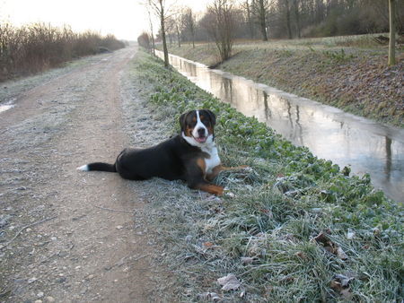 Grosser Schweizer Sennenhund Hunde Foto 40635 Grosser Schweizer Sennenhund Maddox wünscht allen die ihn kennen ein besinnliches Weihnachtsfest