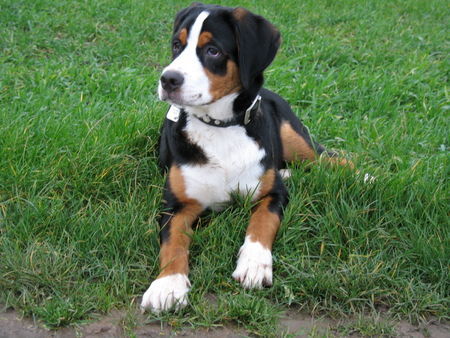 Grosser Schweizer Sennenhund Hunde Foto 36191 Grosser Schweizer Sennenhund Maddox,jetzt fast 5 Mon. alt