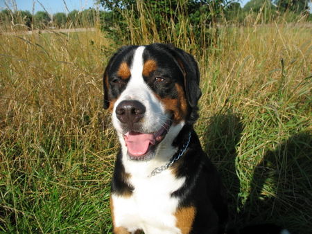 Grosser Schweizer Sennenhund Hunde Foto 38857 Grosser Schweizer Sennenhund Maddox,11 Monate alt