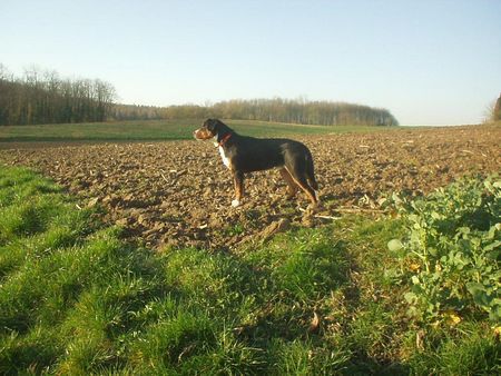 Grosser Schweizer Sennenhund Morgenimpressionen