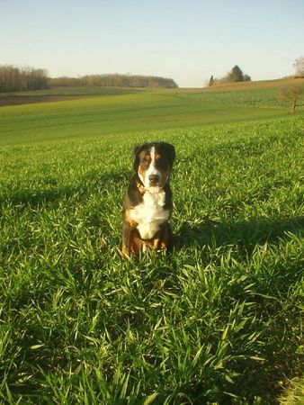 Grosser Schweizer Sennenhund Floyd grüsst seine Eltern + Geschwister