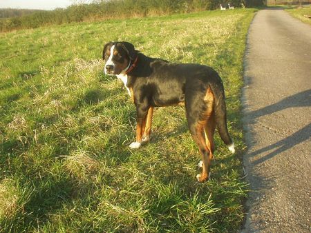 Grosser Schweizer Sennenhund Wo bleibt mein Frauchen...