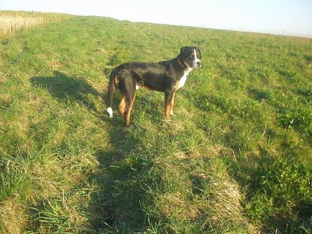 Grosser Schweizer Sennenhund Hunde Foto 37511 Grosser Schweizer Sennenhund Auf geht's