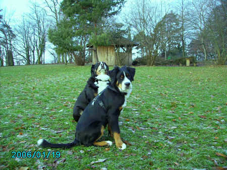 Grosser Schweizer Sennenhund Hunde Foto 29317 Grosser Schweizer Sennenhund Chico & Nicki