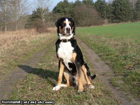Grosser Schweizer Sennenhund Hunde Foto 20654 in höherer Auflösung ansehen Grosser Schweizer Sennenhund Pedro 12 Monate (Phanter von der Ruederchen)
