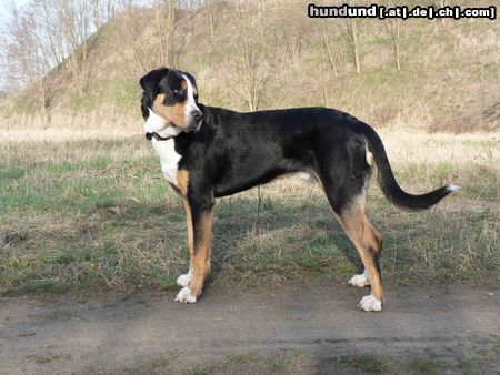 Grosser Schweizer Sennenhund Hunde Foto 20655 in höherer Auflösung ansehen Grosser Schweizer Sennenhund Pedro 12 Monate (Phanter von der Ruederchen)
