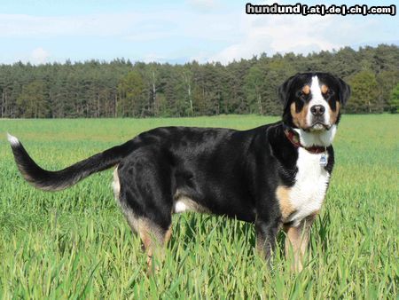 Grosser Schweizer Sennenhund Pedro 13 Monate