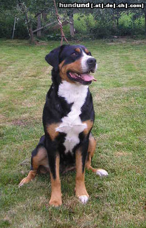 Grosser Schweizer Sennenhund Hunde Foto 26573 in höherer Auflösung ansehen Grosser Schweizer Sennenhund Sarinka - Xarah v.d. Gansewiesen