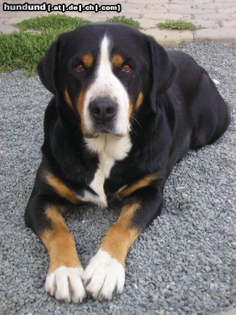 Grosser Schweizer Sennenhund Hunde Foto 26574 in höherer Auflösung ansehen Grosser Schweizer Sennenhund Ady - Adona v.Kohlereschlucht