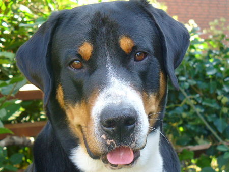 Grosser Schweizer Sennenhund Hunde Foto 40174 in höherer Auflösung ansehen Grosser Schweizer Sennenhund Elton