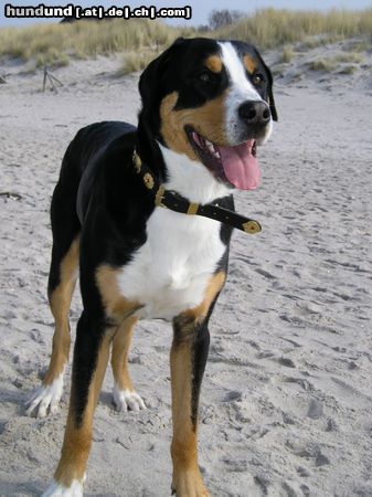 Grosser Schweizer Sennenhund Hunde Foto 20653 in höherer Auflösung ansehen Grosser Schweizer Sennenhund Pedro 11 Monate (Phanter von der Ruederchen)