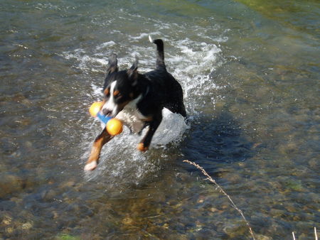 Grosser Schweizer Sennenhund Hunde Foto 37996 in höherer Auflösung ansehen Grosser Schweizer Sennenhund ARGO