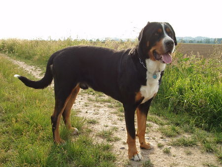 Grosser Schweizer Sennenhund Argo mit 2 Jahren