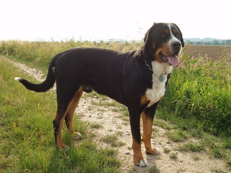 Grosser Schweizer Sennenhund Argo mit 2 Jahren