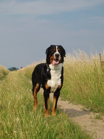 Grosser Schweizer Sennenhund Hunde Foto 42243 in höherer Auflösung ansehen Grosser Schweizer Sennenhund Argo mit 2 Jahren