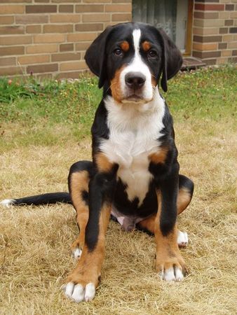 Grosser Schweizer Sennenhund Hunde Foto 34628 in höherer Auflösung ansehen Grosser Schweizer Sennenhund ARGO