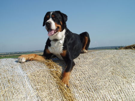 Grosser Schweizer Sennenhund ARGO