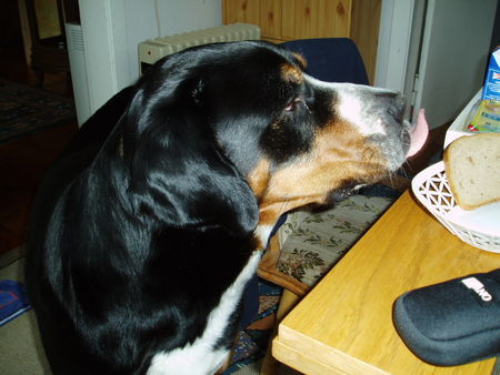 Grosser Schweizer Sennenhund Hunde Foto 41386 in höherer Auflösung ansehen Grosser Schweizer Sennenhund mhhhh, was sehe ich denn da??? Bob v. Sonnenborn