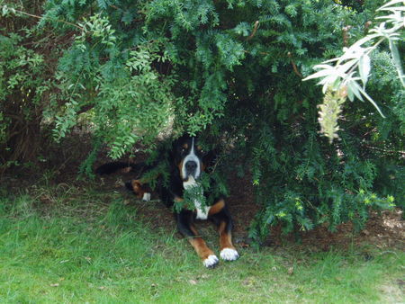 Grosser Schweizer Sennenhund Hunde Foto 41385 in höherer Auflösung ansehen Grosser Schweizer Sennenhund Bob v. Sonnenborn