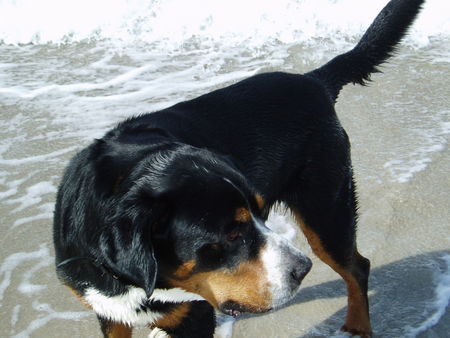 Grosser Schweizer Sennenhund Hunde Foto 41387 in höherer Auflösung ansehen Grosser Schweizer Sennenhund Bob v. Sonnenborn an der Ostsee 2007