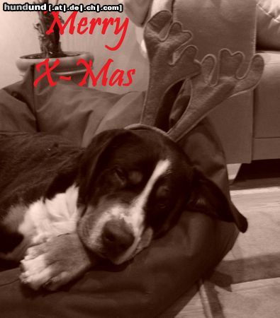 Grosser Schweizer Sennenhund Argo wünscht Frohe Weihnachten...