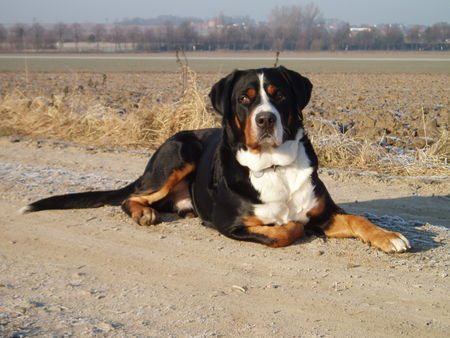 Grosser Schweizer Sennenhund ARGO