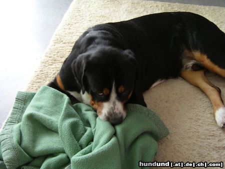 Grosser Schweizer Sennenhund Hunde Foto 15809 in höherer Auflösung ansehen Grosser Schweizer Sennenhund Napoleon beim kampf mit seiner Decke