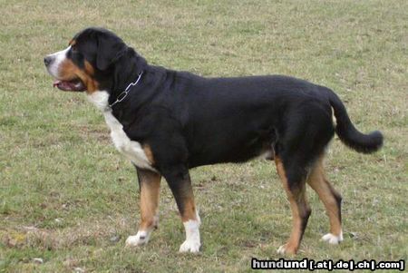 Grosser Schweizer Sennenhund Hunde Foto 9905 Grosser Schweizer Sennenhund Napoleon