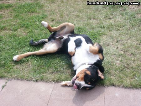 Grosser Schweizer Sennenhund Hunde Foto 9906 Grosser Schweizer Sennenhund Napoleon